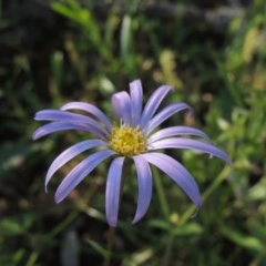 Calotis scabiosifolia var. integrifolia (Rough Burr-daisy) at Conder, ACT - 19 Oct 2020 by michaelb