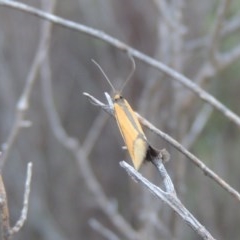 Philobota undescribed species near arabella (A concealer moth) at Tuggeranong Hill - 19 Oct 2020 by michaelb