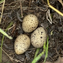 Coturnix pectoralis (Stubble Quail) at Wandiyali-Environa Conservation Area - 20 Nov 2020 by Wandiyali