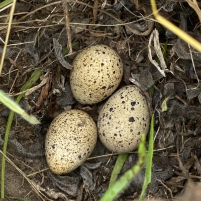 Coturnix pectoralis (Stubble Quail) at Jerrabomberra, NSW - 20 Nov 2020 by Wandiyali