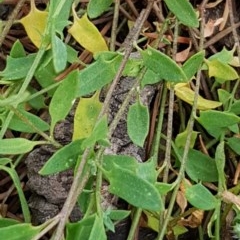 Einadia nutans (Climbing Saltbush) at Griffith, ACT - 21 Nov 2020 by SRoss