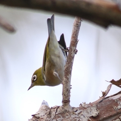 Zosterops lateralis (Silvereye) at Wodonga Regional Park - 21 Nov 2020 by Kyliegw