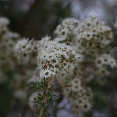 Kunzea ericoides (Burgan) at Killara, VIC - 21 Nov 2020 by Kyliegw