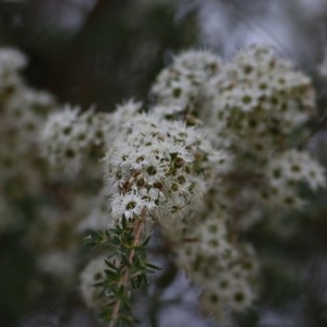 Kunzea ericoides at Killara, VIC - 21 Nov 2020 07:45 PM