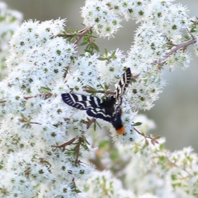 Comocrus behri (Mistletoe Day Moth) at Wodonga - 21 Nov 2020 by Kyliegw