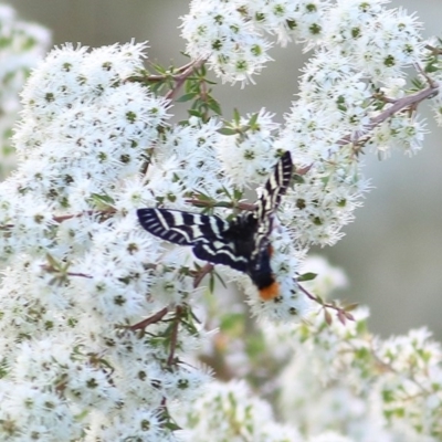 Comocrus behri (Mistletoe Day Moth) at Wodonga - 21 Nov 2020 by KylieWaldon