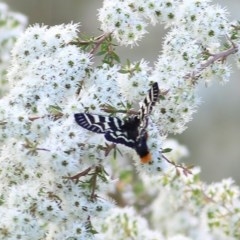Comocrus behri (Mistletoe Day Moth) at Killara, VIC - 21 Nov 2020 by Kyliegw