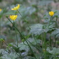 Ranunculus sp. (Buttercup) at Wodonga - 21 Nov 2020 by Kyliegw