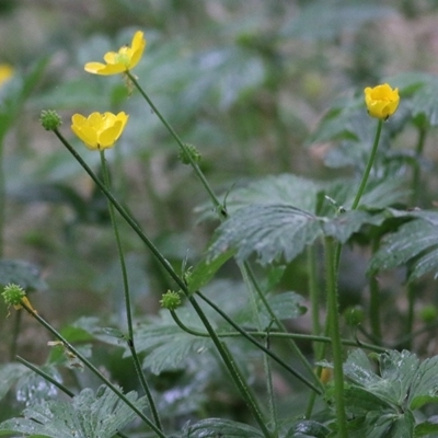 Ranunculus sp. (Buttercup) at Wodonga - 21 Nov 2020 by Kyliegw