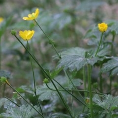 Ranunculus sp. (Buttercup) at Bandiana, VIC - 21 Nov 2020 by Kyliegw
