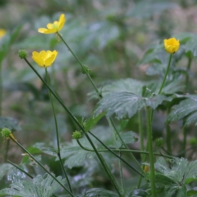 Ranunculus sp. (Buttercup) at Bandiana, VIC - 21 Nov 2020 by Kyliegw