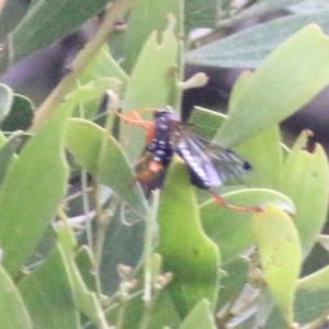 Echthromorpha intricatoria at Wodonga Regional Park - 20 Nov 2020