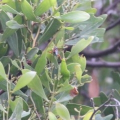 Echthromorpha intricatoria at Wodonga Regional Park - 20 Nov 2020