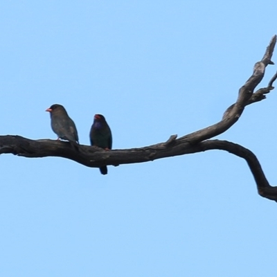 Eurystomus orientalis (Dollarbird) at Wodonga - 21 Nov 2020 by Kyliegw
