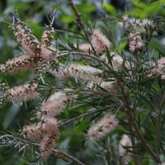 Callistemon sieberi (River Bottlebrush) at Wodonga - 21 Nov 2020 by KylieWaldon