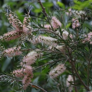 Callistemon sieberi at Wodonga Regional Park - 21 Nov 2020 08:15 PM