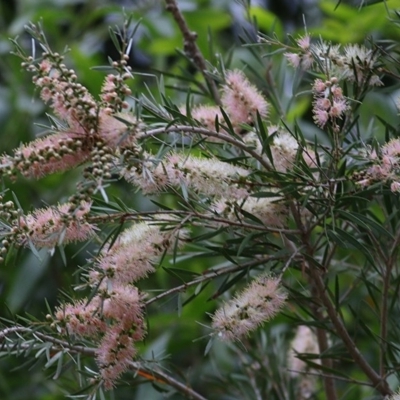 Callistemon sieberi (River Bottlebrush) at Wodonga - 21 Nov 2020 by Kyliegw