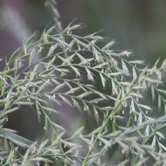 Lolium sp. (Ryegrass) at Wodonga Regional Park - 21 Nov 2020 by Kyliegw