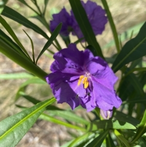 Solanum linearifolium at Hughes, ACT - 14 Feb 2021