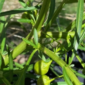 Solanum linearifolium at Hughes, ACT - 14 Feb 2021