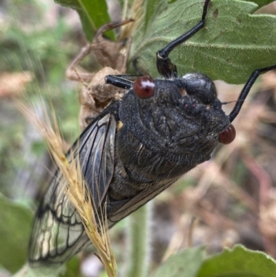Psaltoda moerens (Redeye cicada) at Hughes Grassy Woodland - 21 Nov 2020 by KL