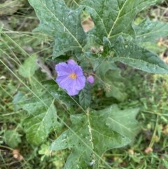 Solanum cinereum (Narrawa Burr) at Hughes Grassy Woodland - 21 Nov 2020 by KL