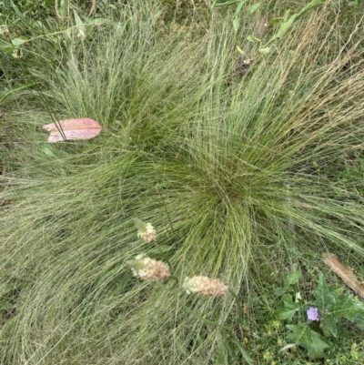 Nassella trichotoma (Serrated Tussock) at Hughes Grassy Woodland - 21 Nov 2020 by KL