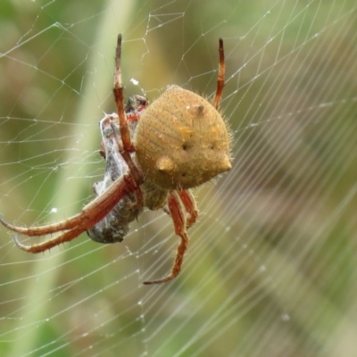 Socca pustulosa (Knobbled Orbweaver) at Lower Cotter Catchment - 21 Nov 2020 by SandraH