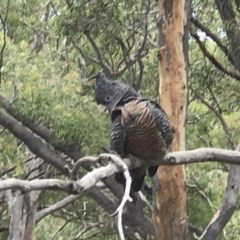 Callocephalon fimbriatum (Gang-gang Cockatoo) at Gungaderra Grasslands - 21 Nov 2020 by Jenny54