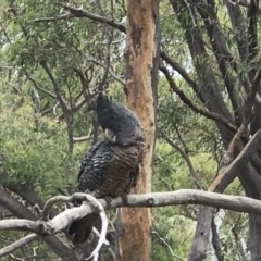 Callocephalon fimbriatum at Crace, ACT - 21 Nov 2020