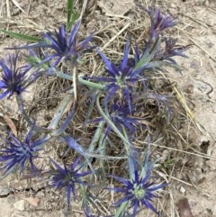 Eryngium ovinum (Blue Devil) at Crace, ACT - 21 Nov 2020 by Jenny54