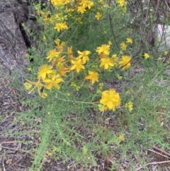 Hypericum perforatum (St John's Wort) at Crace, ACT - 21 Nov 2020 by Jenny54