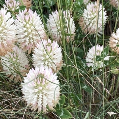 Trifolium repens (White Clover) at Crace, ACT - 21 Nov 2020 by Jenny54