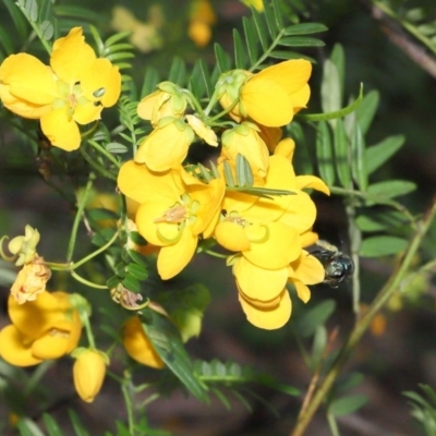 Xylocopa (Lestis) aerata (Golden-Green Carpenter Bee) at ANBG - 21 Nov 2020 by TimL