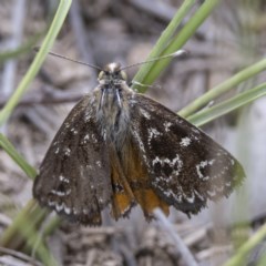 Synemon plana (Golden Sun Moth) at Jacka, ACT - 21 Nov 2020 by CedricBear