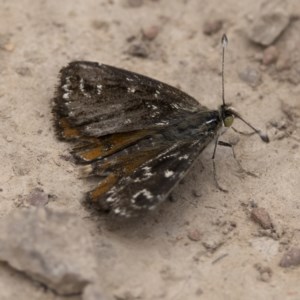 Synemon plana at Jacka, ACT - 21 Nov 2020 11:54 PM