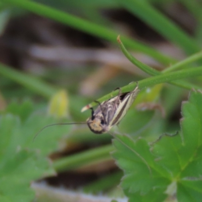 Philobota undescribed species near arabella (A concealer moth) at Stirling Park - 10 Oct 2020 by AndrewZelnik