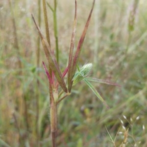 Trifolium angustifolium at Hawker, ACT - 20 Nov 2020