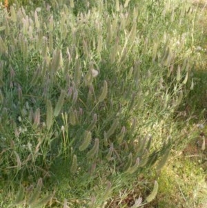 Trifolium angustifolium at Hawker, ACT - 20 Nov 2020