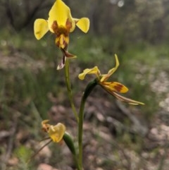 Diuris sulphurea (Tiger Orchid) at Currawang, NSW - 21 Nov 2020 by camcols