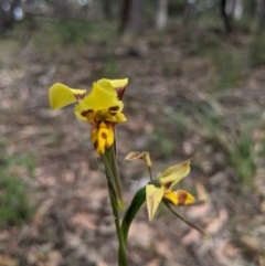 Diuris sulphurea at Currawang, NSW - suppressed
