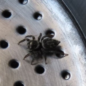 Maratus griseus at Waramanga, ACT - 20 Oct 2020