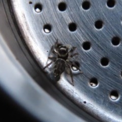 Maratus griseus at Waramanga, ACT - 20 Oct 2020