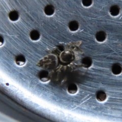 Maratus griseus at Waramanga, ACT - 20 Oct 2020