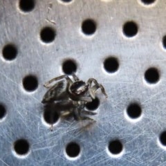 Maratus griseus at Waramanga, ACT - 20 Oct 2020