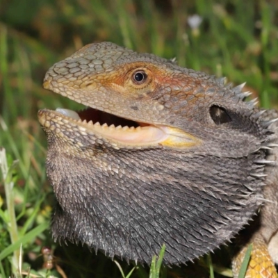 Pogona barbata (Eastern Bearded Dragon) at ANBG - 21 Nov 2020 by TimL