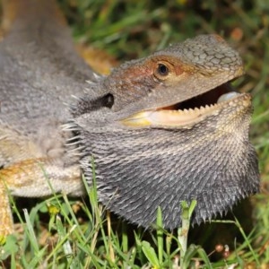 Pogona barbata at Acton, ACT - 22 Nov 2020