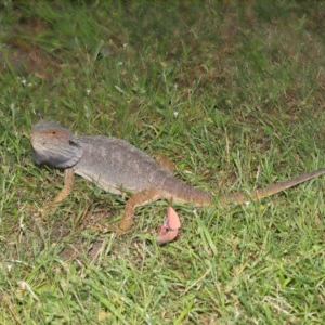 Pogona barbata at Acton, ACT - 22 Nov 2020