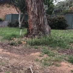 Eucalyptus melliodora (Yellow Box) at Hughes Garran Woodland - 21 Nov 2020 by ruthkerruish