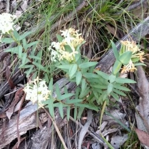 Pimelea linifolia at Downer, ACT - 17 Nov 2020